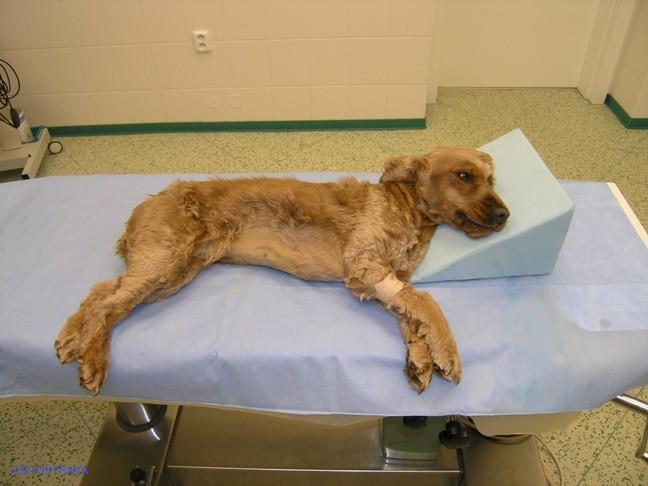 Pomůcka CSO veterinární polohovací - Klín D; 10.3.10