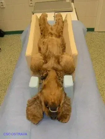 Pomůcka CSO veterinární polohovací - Korýtko velké; 10.3.3