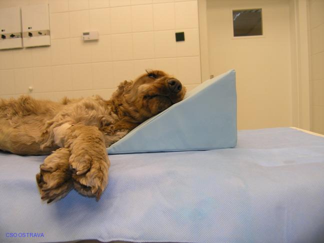 Pomůcka CSO veterinární polohovací - Klín D; 10.3.10