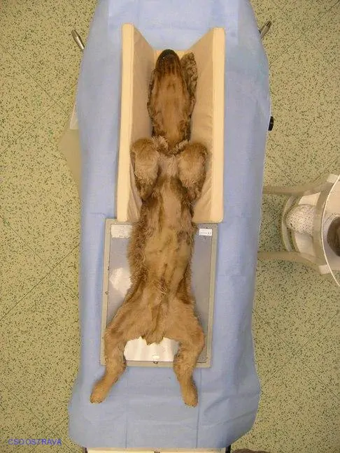 Pomůcka CSO veterinární polohovací - Korýtko malé; 10.3.1