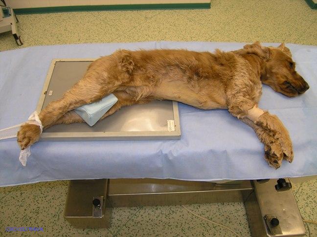 Pomůcka CSO veterinární polohovací - Klín D; 10.3.10