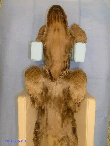 Pomůcka CSO veterinární polohovací - Korýtko střední; 10.3.2