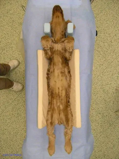 Pomůcka CSO veterinární polohovací - Korýtko velké; 10.3.3