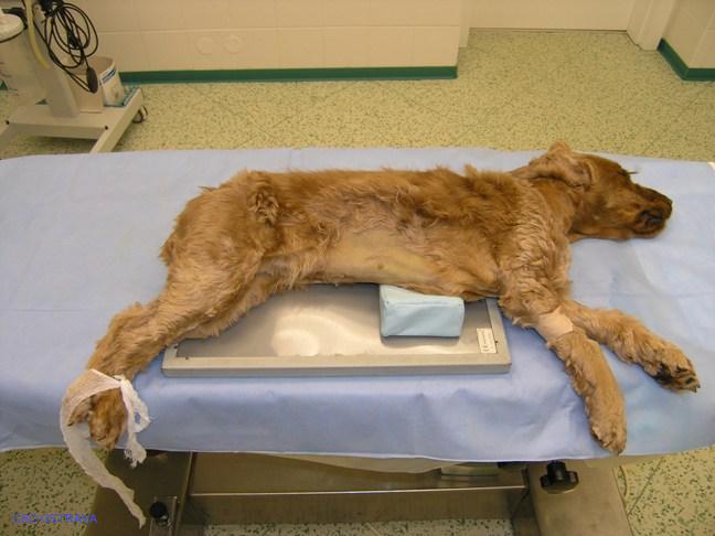 Pomůcka CSO veterinární polohovací - Klín D; 10.3.10