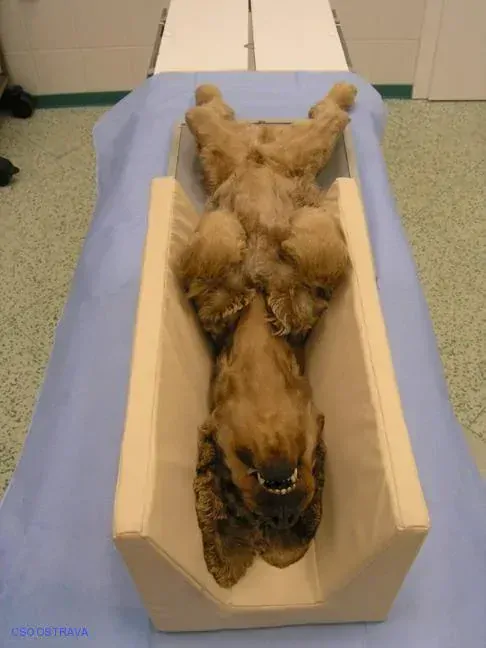 Pomůcka CSO veterinární polohovací - Korýtko velké; 10.3.3