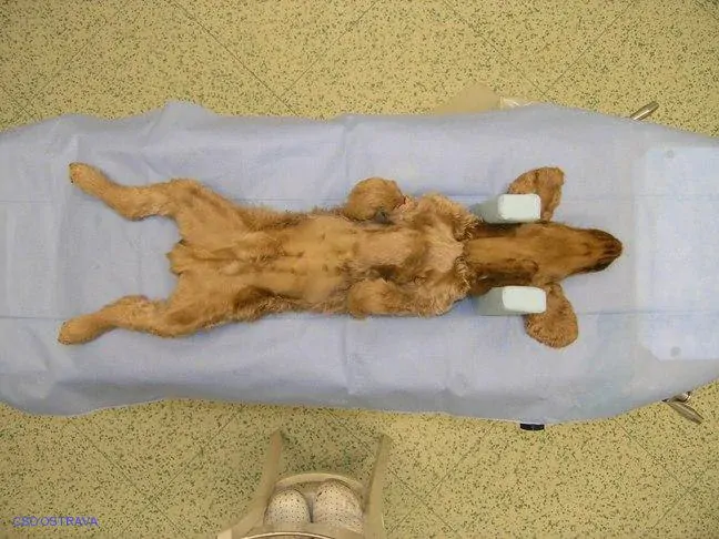 Pomůcka CSO veterinární polohovací - Podkova střední; 10.3.5