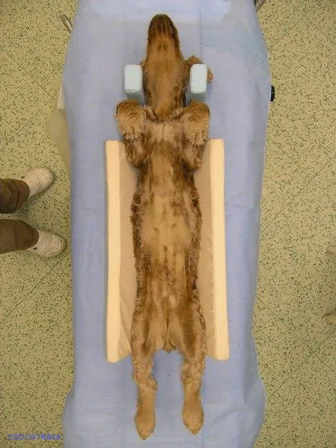 Pomůcka CSO veterinární polohovací - Korýtko střední; 10.3.2