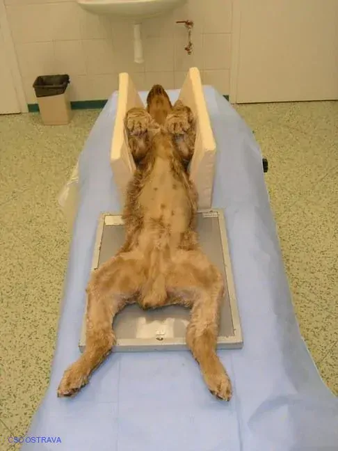 Pomůcka CSO veterinární polohovací - Korýtko velké; 10.3.3