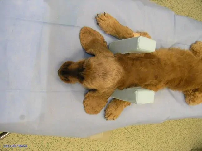 Pomůcka CSO veterinární polohovací - Podkova velká; 10.3.6